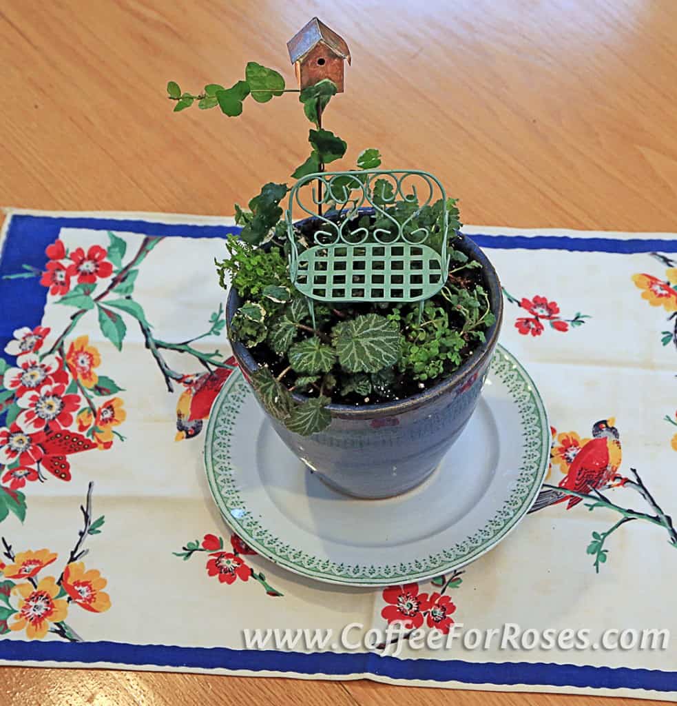 Place your miniature garden on a colorful plate. I love vintage dishes from the thrift store for this use.