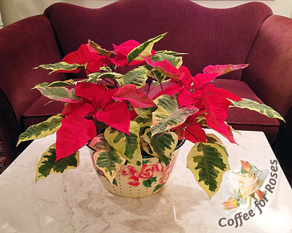 Here is the variegated poinsettia plant I bought last year in early December. I put it in an enameled pan I had and it was a cheerful display of color well through January.