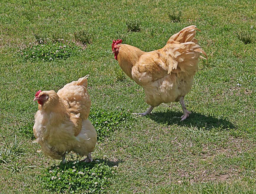 At Moss Mountain Allen has a special interest in chickens. These were ranging free while we had cocktails on the lawn.