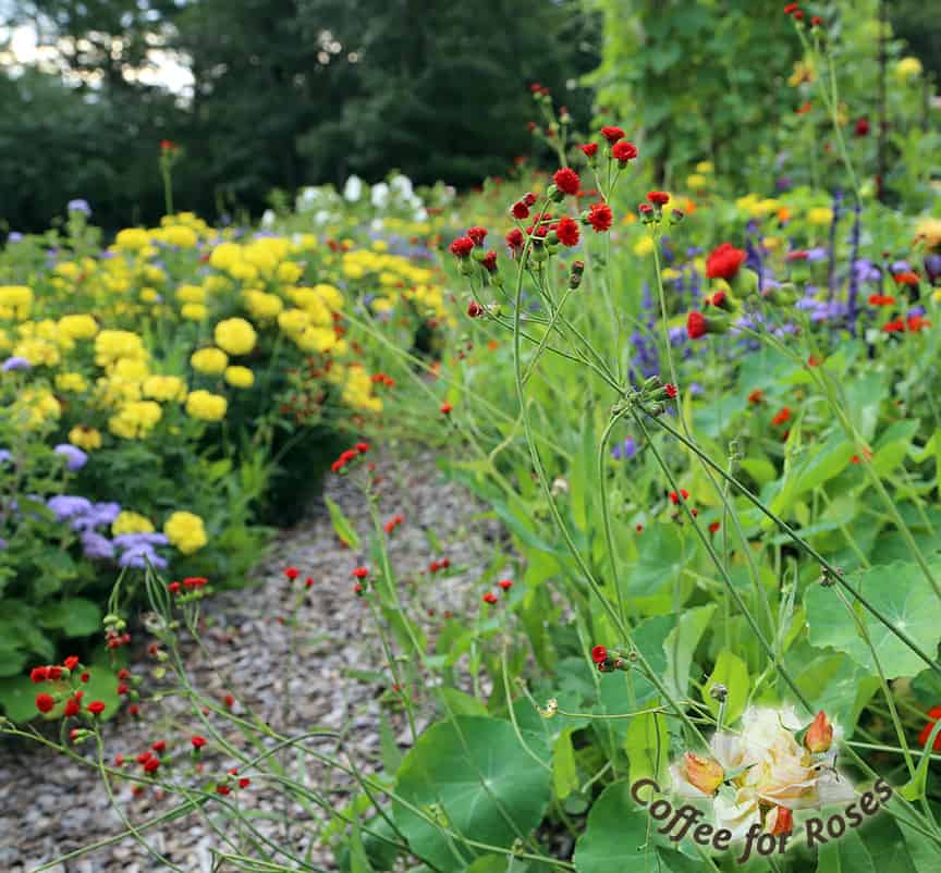 Grow tassel flower from seed once and it should return every summer. Learn to tell what the young seedlings look like so you don't pull them out. Emilia javanica, aka tassel flower, is great for bouquets as well. This annual adds that touch of "zing" that pastel gardens need.
