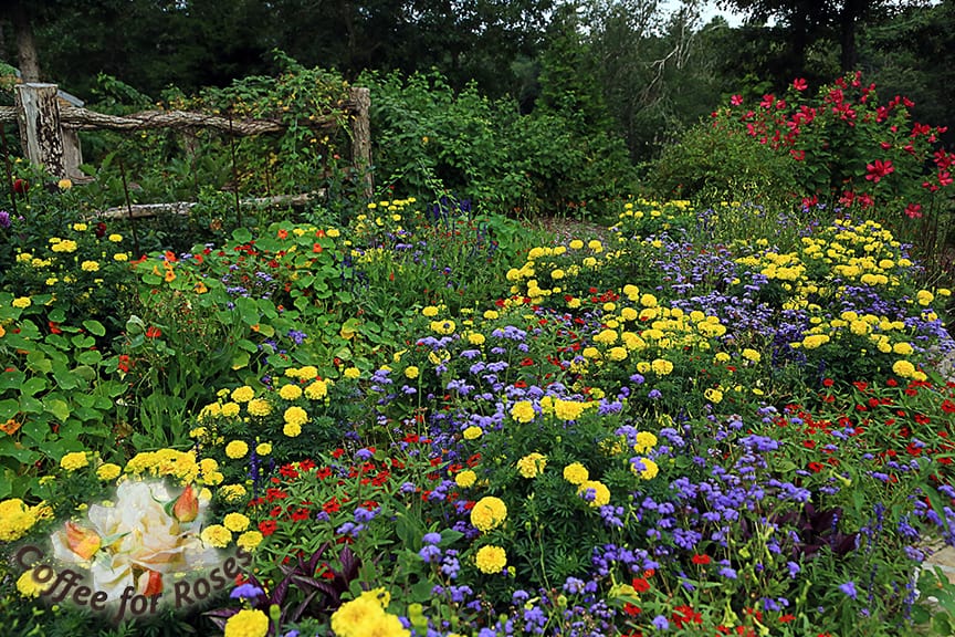 Last year I tried large yellow marigolds with Profusion Knee High Red zinnias and Blue Horizon Ageratum. There are a few other plants in there as well, but those three predominated by the end of the season.