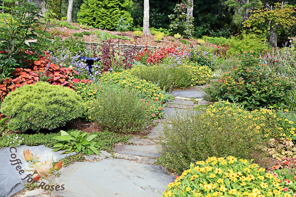 Last year I planted yellow Profusion zinnias along with the Ageratum and Sedona coleus. 