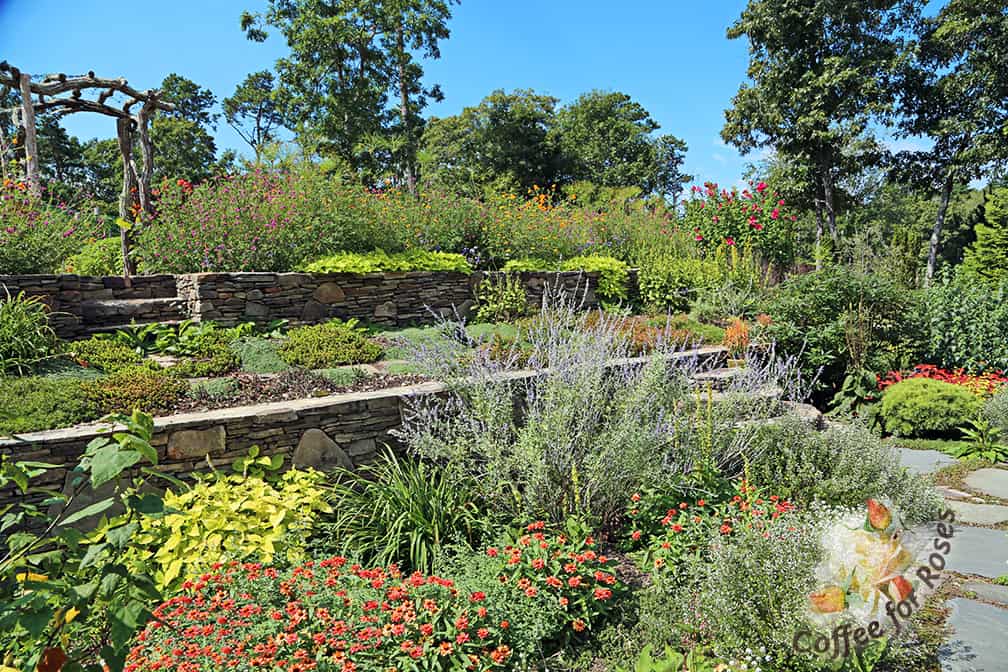 In this garden I used Deep Apricot Profusion zinnias in the past. On the left side near the wall is LifeLime coleus and the tall, wispy perennial with lavender flowers is Russian sage.