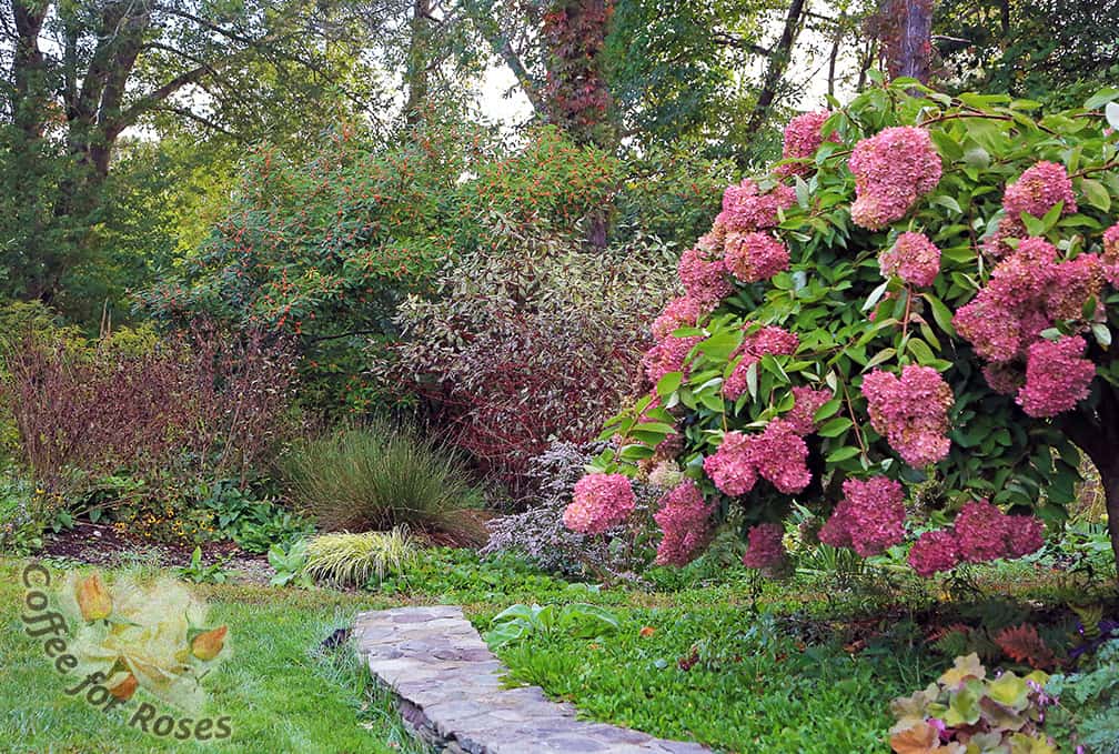 This corner of the yard continually calls to me in the fall. the flowers on the Pee Gee Hydrangea, the red stems and fading foliage of the variegated red twig dogwood, the textures of the variegated Carex and the green juncus, and the coral winter berry holly fruits... they may not be as striking as a brilliant red sugar maple but they are completely rich and beautiful.