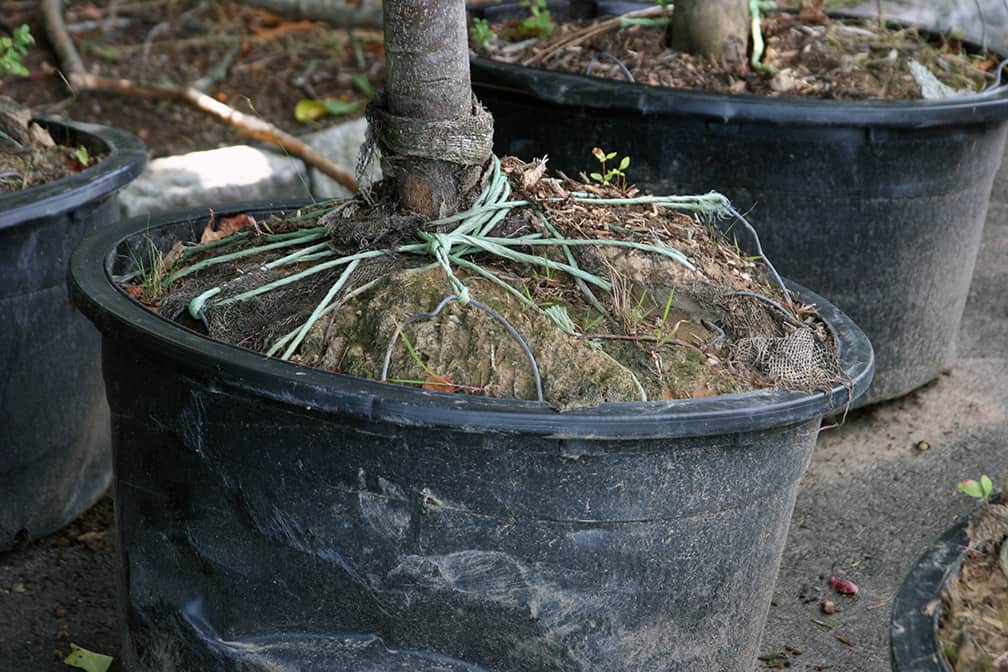 The cords, wire basket, and burlap on this tree will kill the plant if you leave it on. Remove the basket and cords first, and cut away the burlap once the plant is in the hole.