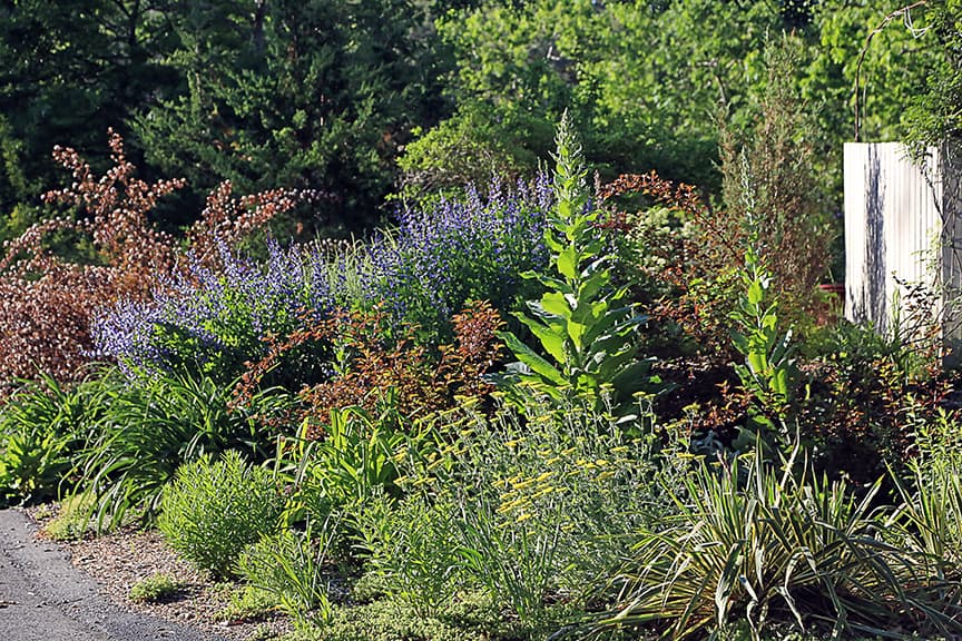 I grow baptisia in a strip along the road I call "the dry garden." I've planted it with Physocarpus, asters, yucca, yarrow, and Agastache. Random towers of Verbascum also crash this drought tolerant party.