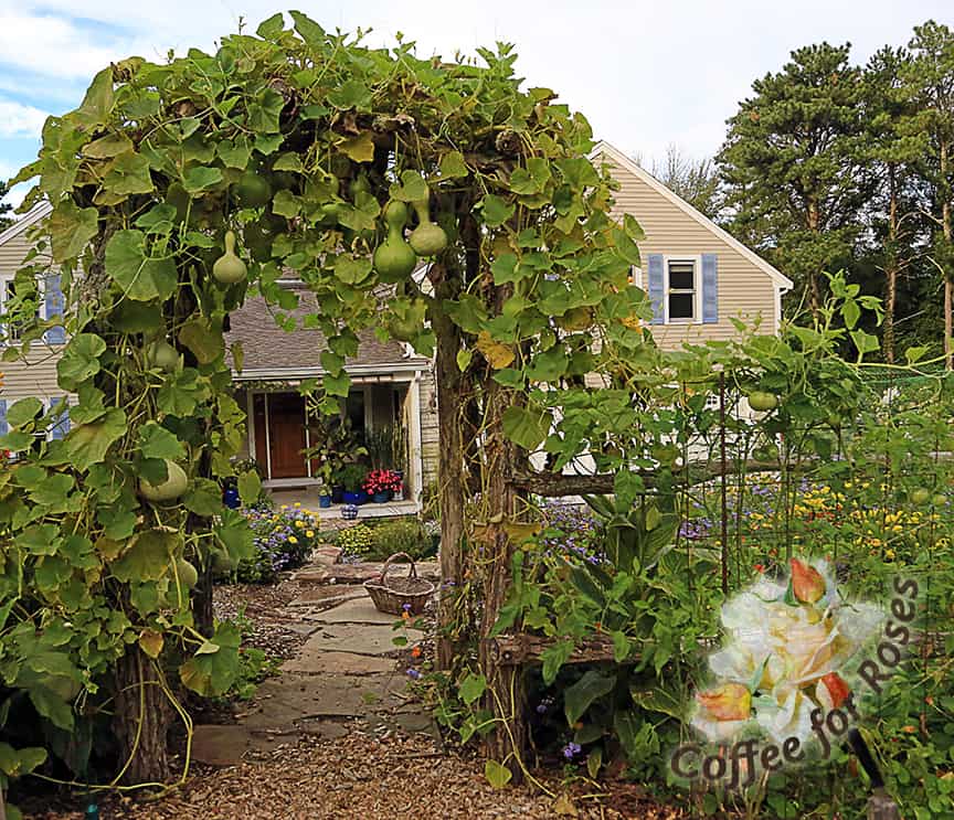 You can cover a LARGE structure in three short months with a birdhouse gourd. This is three plants that were seeded on each side of this arbor.