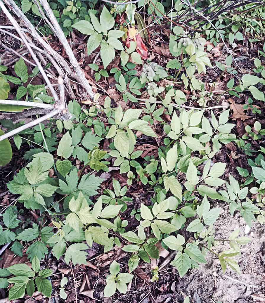 Here is a photo of bishop's weed that I took when on a garden consultation recently. It was creeping into my client's yard from the neighbors and we commiserated about how impossible it is to eradicate it. 
