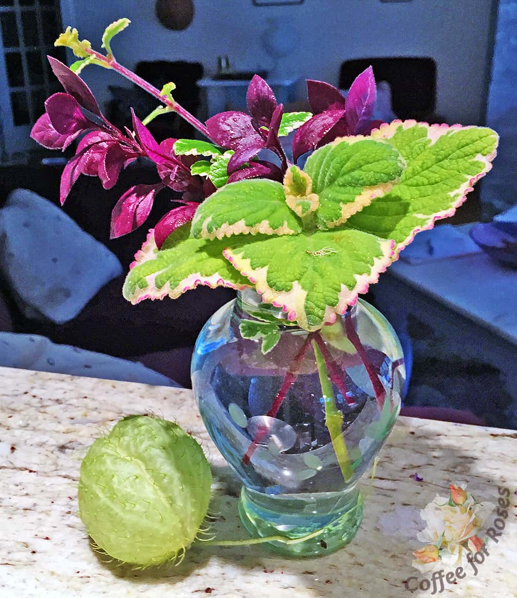 Today's bouquet is made from two varieties of Plectranthus and Little Ruby Alternanthera. All of these are among my favorites for mixing with flowering annuals in containers and I don't want to be without them.