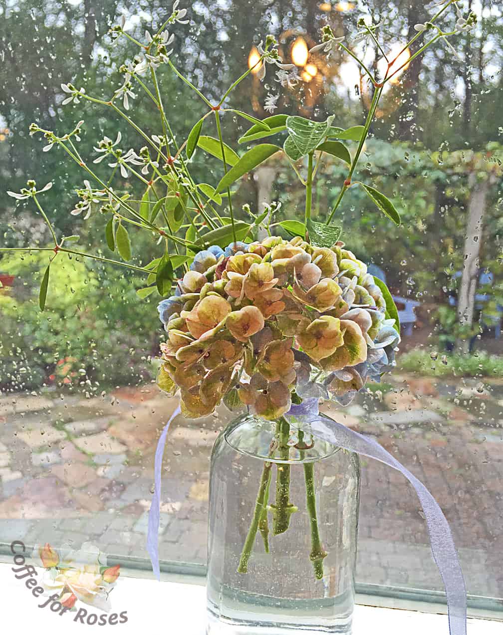 A simple bouquet for every one of the kitchen windows today. A flower from the lovely Everlasting Harmony Hydrangea, with a few sprigs of Diamond Frost Euphorbia. 