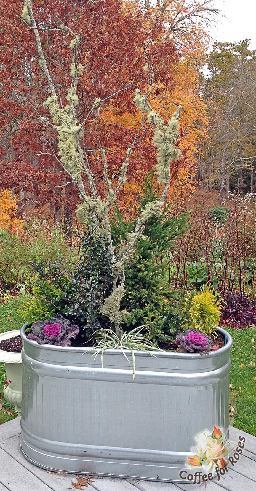 In the fall I planted this trough with assorted dwarf evergreens, a couple of ornamental kale and a variegated Carex. I also stuck in some lichen-covered branches for height, and because I love lichen. But what you can't see is that on all sides of these evergreens I placed tulip bulbs. These plants and sticks pleased me all winter long.