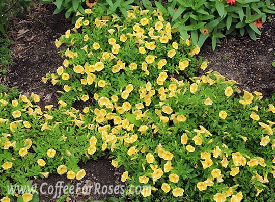 Bright yellow and crisp white flowers all summer long. No deadheading required with Lemon Slice Superbells.
