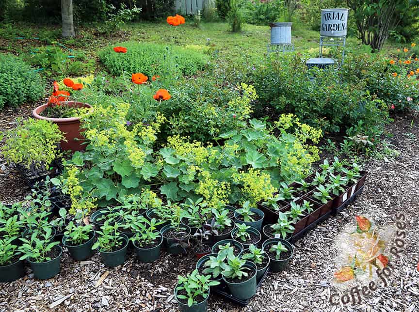 This morning I took this photo of some of the plants that are waiting to go into my gardens. This lineup of Profusion zinnias and Verbena bonariensis sat on the edge of the trial and cutting garden, waiting to be planted. 