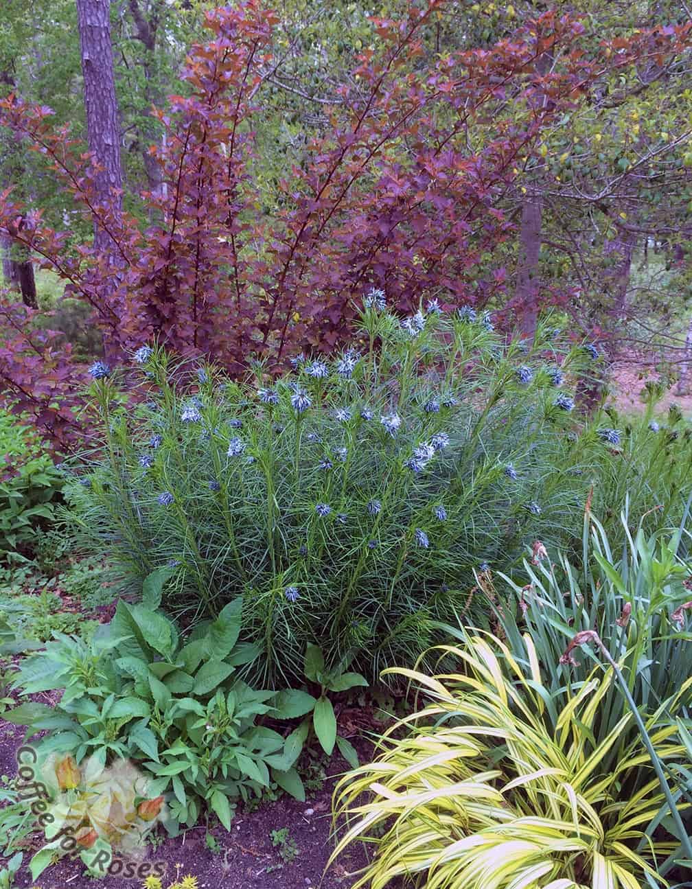 Yesterday I was appreciating this section of my garden. The purple foliage of the Center Glow ninebark (Physocarpus opulifolius 'Center Glow'), the fine green of the Amsonia hubrichtii (which will be bright yellow in the fall) and the graceful butter yellow of the Hakonechloa macra aureola works perfectly with the larger green leaves of the Patrinia (lower left) which travels around this garden.