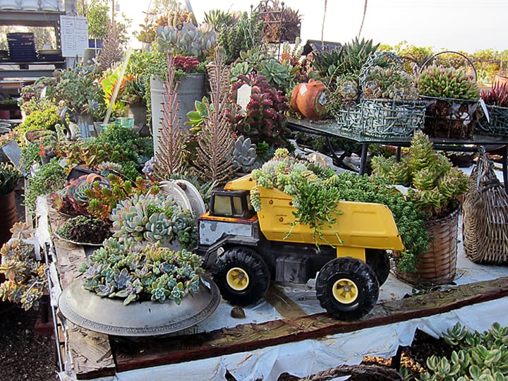 The display of odd items planted with succulents made me smile as a walked through this Malibu nursery. As we all know, sometimes we buy plants for eating, sometimes for landscaping, and sometimes just for FUN.