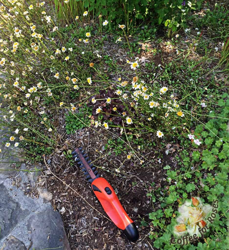Once the flowers fade, however, these plants look ratty. Time to shear them off about an inch or two above ground level!  You can either use a shearing tool as I do, or hedge trimmers.