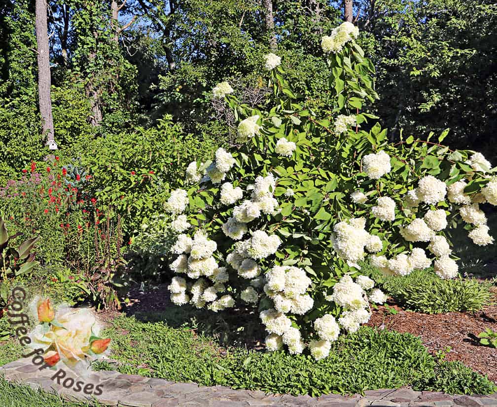 This photo shows how that same bed looks in August when the hydrangea tree is flowering. You can see how the foliage of the oxeye daisies has filled in and grown into a low, bright green carpet. This quality alone makes the plant valuable to me. I'm willing to not only deadhead but to edit out seedlings that appear where I don't want daisies to grow.  