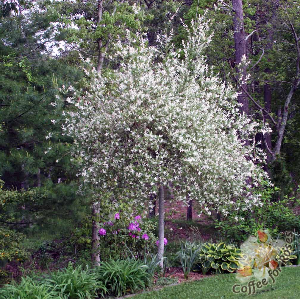 This is the plant that I've had for many years, first in a large box on a deck, and then, once we moved to Poison Ivy Acres it went into the ground where it's now lived for the past 8 years. You can see why people think that this small tree is in bloom.