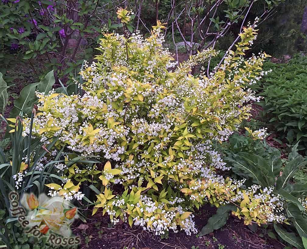 Here is how this lovely small shrub looks in my garden the last week in May. 