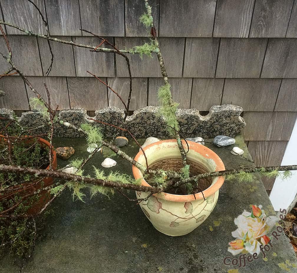 I found an attractive pot and some twiggy, lichen covered branches that were about two feet tall. I stuck the bottoms of the branches into the empty pot.