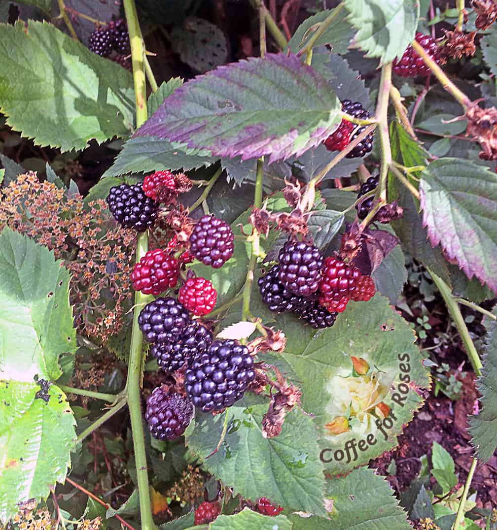 We are still picking blackberries at the end of September this year! This is most likely due to the cooler, drier summer weather.