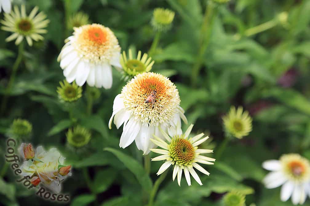 This photo shows the transformation that the flowers go through, from simple white daisy-like bloom to a fluffy cone with a skirt of crisp, white petals. The honeybee on this flower is typical - bees and butterflies love this plant!