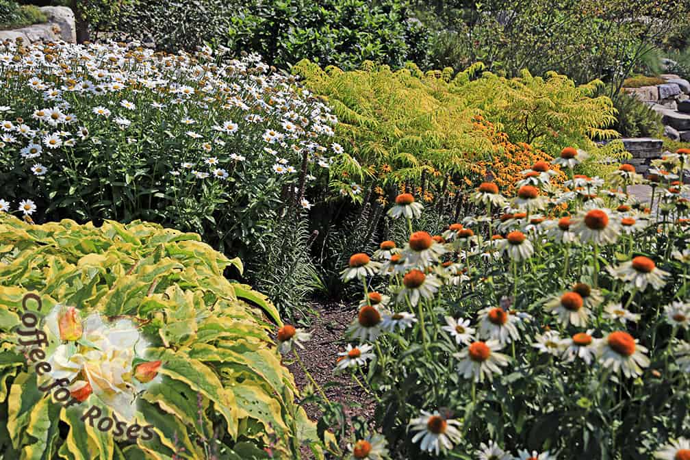 Two daisy types that are nice for a perennial cutting garden are 'White Swan' Echinacea and Shasta daisies (Leucanthemum superbum).