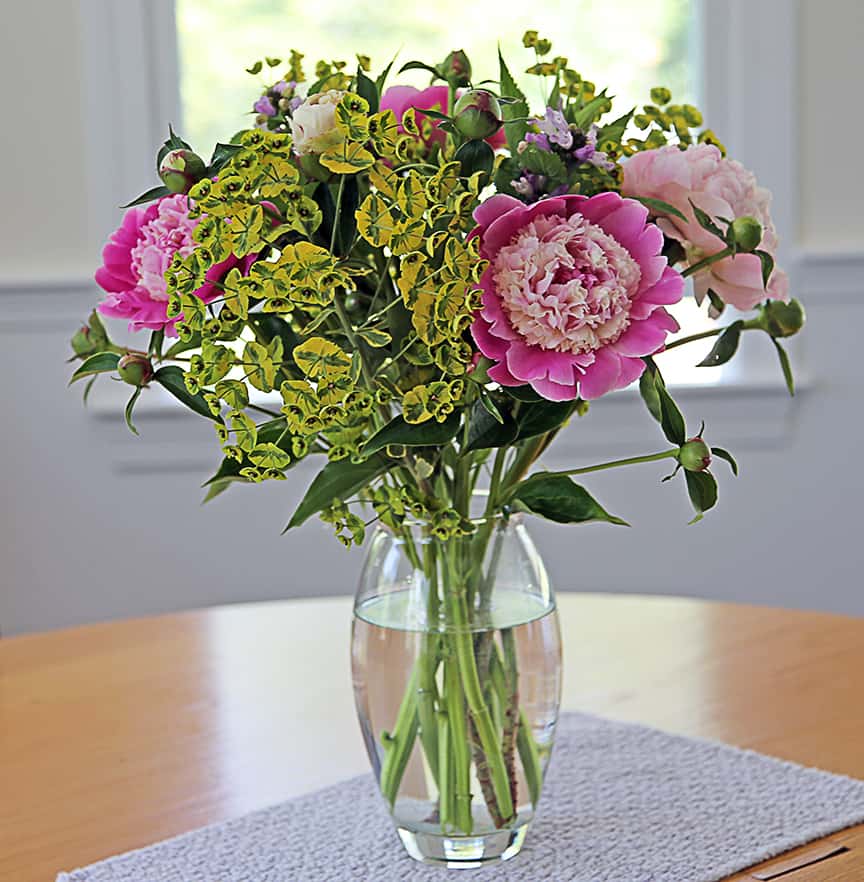 This bouquet combined peonies and Ascot Rainbow Euphorbia. They flower at the same time. 