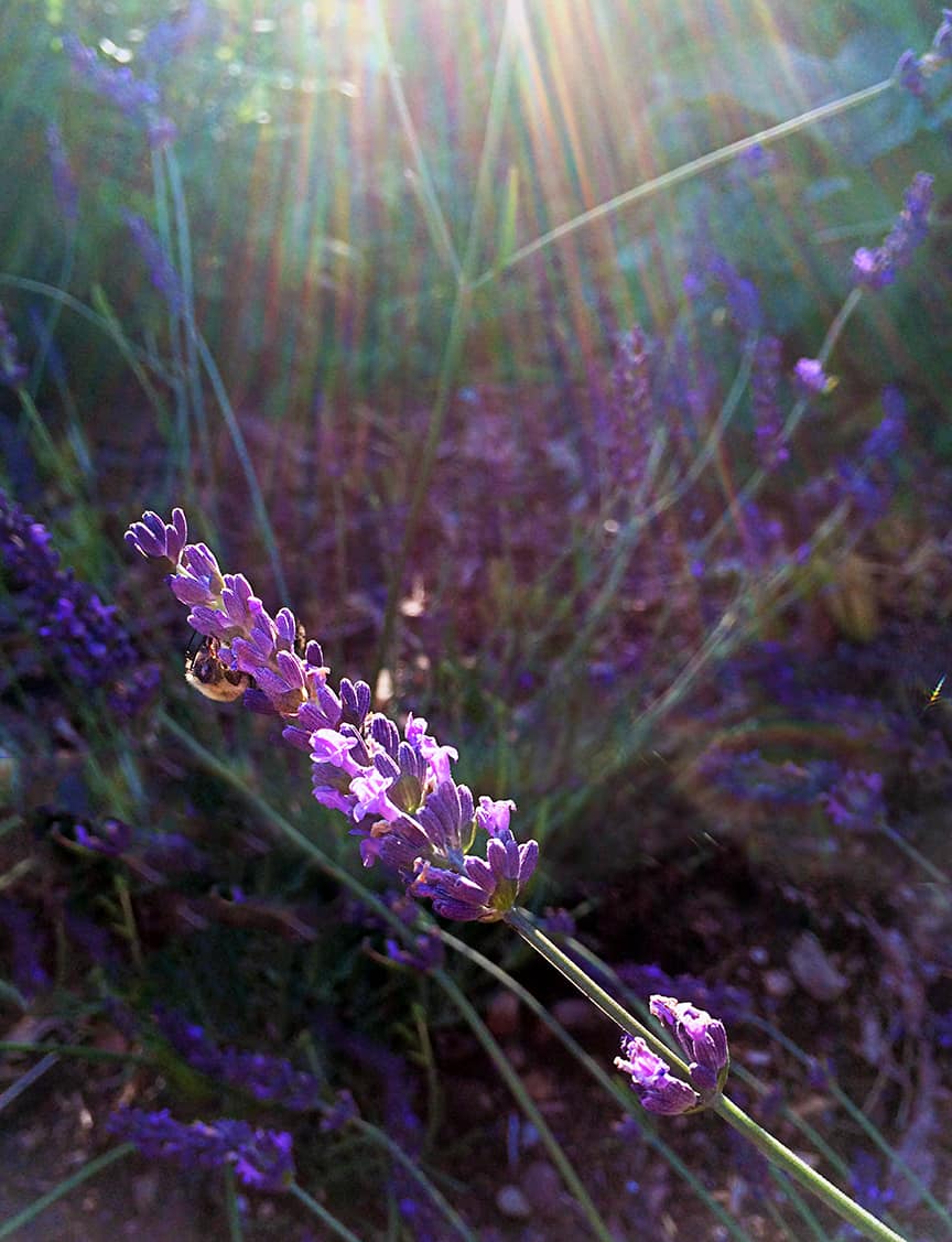 The backlight was just right to add a magical quality to my photo of a bee on my Phenomenal lavender.  