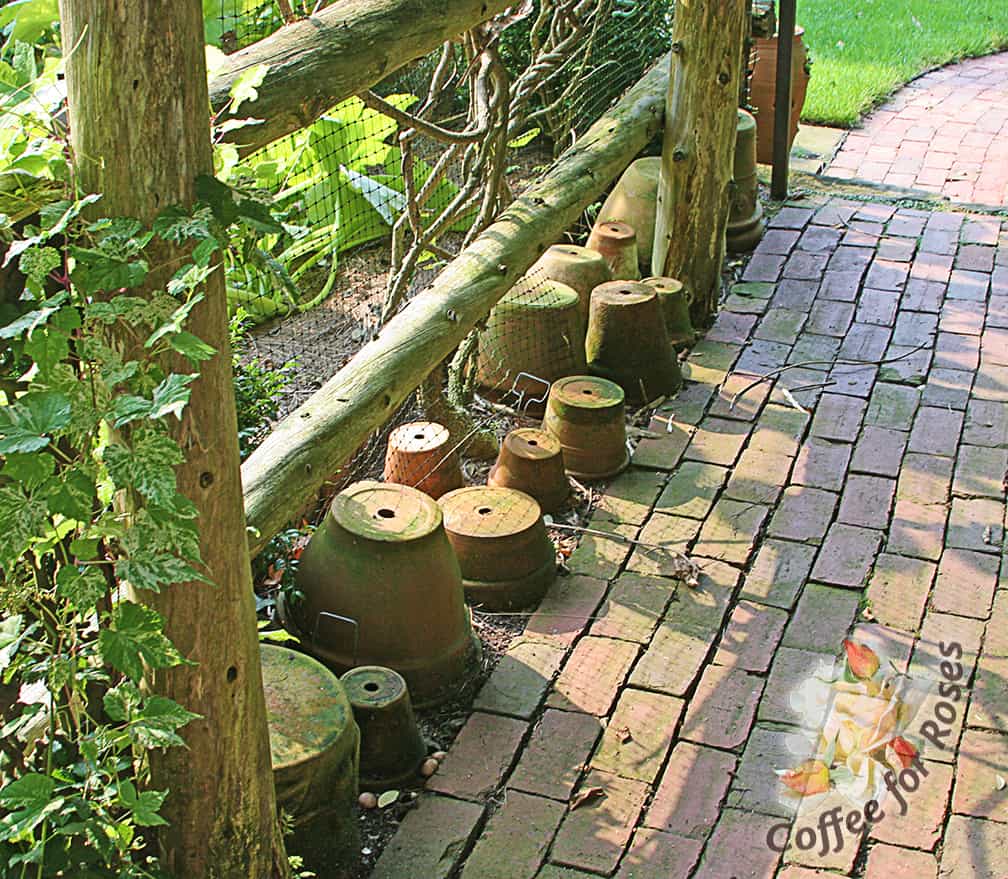 Flower pots beautifully fill this shady area along the walkway from the vegetable garden to front yard.