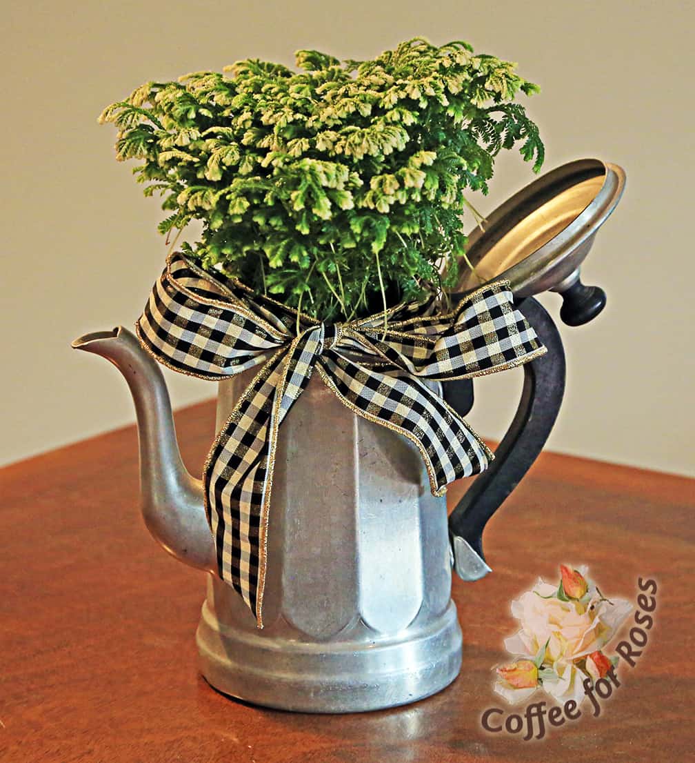 And my personal favorite was placing a frosty fern in one of the old aluminum coffee pots I like to collect. Add a black and white ribbon that plays off the black handles and you have a stylish presentation of a fresh looking indoor plant.