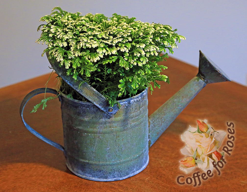 Watering cans that hold a standard 4"pot can be found at many garden centers and craft stores. 