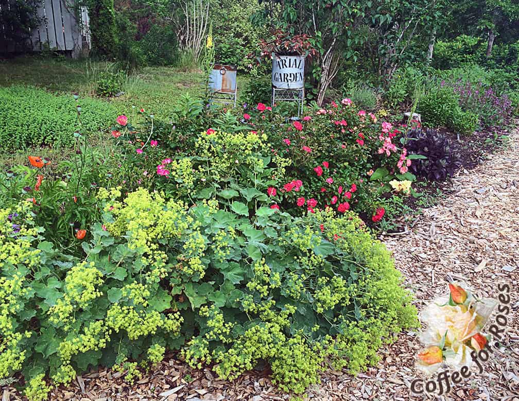 At the top of my property is my "test gardens" where I plant new perennials that have been sent to me. There are some great plants here...come check them out!