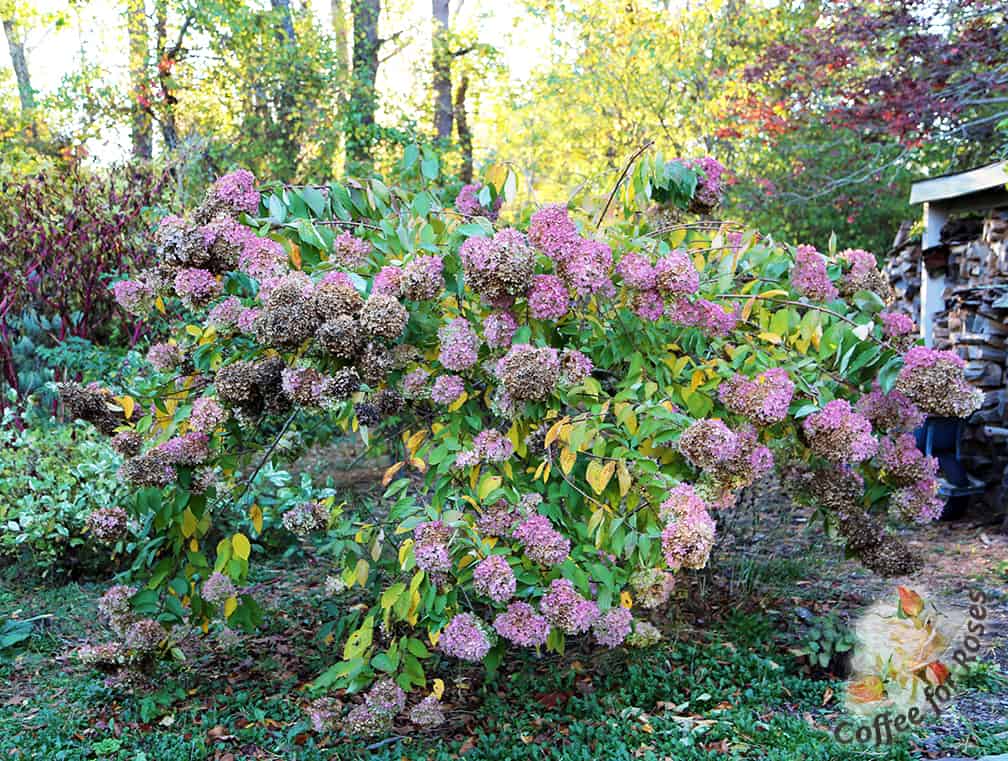 This is a grafted Hydrangea paniculata grandiflora - the true "P G Hydrangea." This photo was taken today, Oct 27th, and you see what great old-fashioned, fall beauty this plant gives to the landscape. The cultivar name, "grandiflora" means big flowers, and you can also see from this photo how those large blooms weight the stems down so that the plant almost looks like a weeping variety.