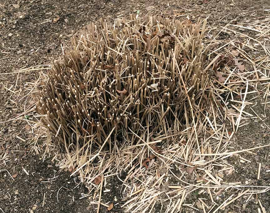 The Miscanthus get chopped down to about six inches high. Other, finer grasses get cut to the ground. The key is to trim any ornamental grasses down well before the new growth starts. Once the green shoots start to come up they will be damaged if you cut down too far.