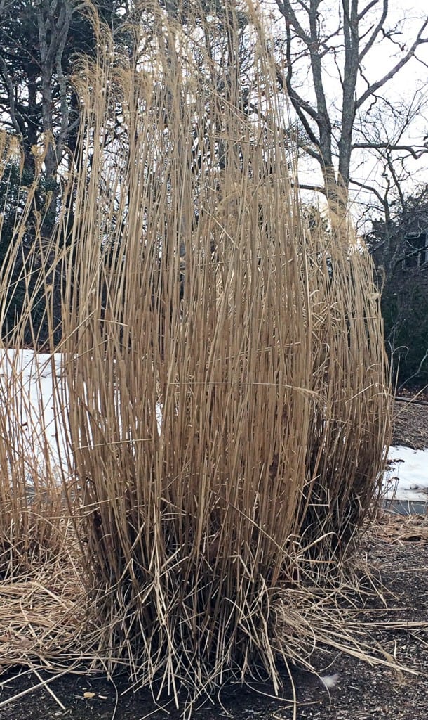 I leave my grasses over the winter but at this time of year most of them look pretty sad. This is the month I'm cutting them down.