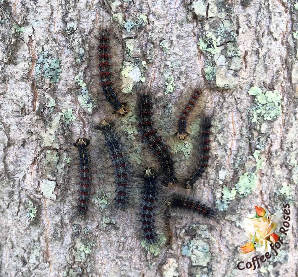 On to the next pest du jour. This group of gypsy moth caterpillars was gathered on one of my trees, talking, perhaps, about what they should devour next. We'll never know what they decided to chomp on because after I took this photo I kicked up and squashed them all with my shoe.
