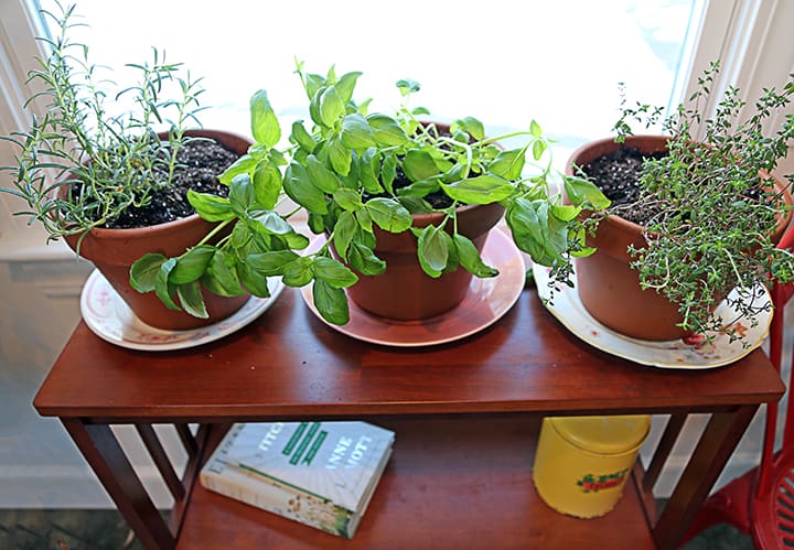 Place your herbs in a sunny window if you have one. I only have eastern and northern facing widows in my kitchen, so I put them in the east window. When I see that the forecast is for sun I might move them into the guest room by a south-facing window for a day or two. It's kind of like sending them on a Florida vacation. 