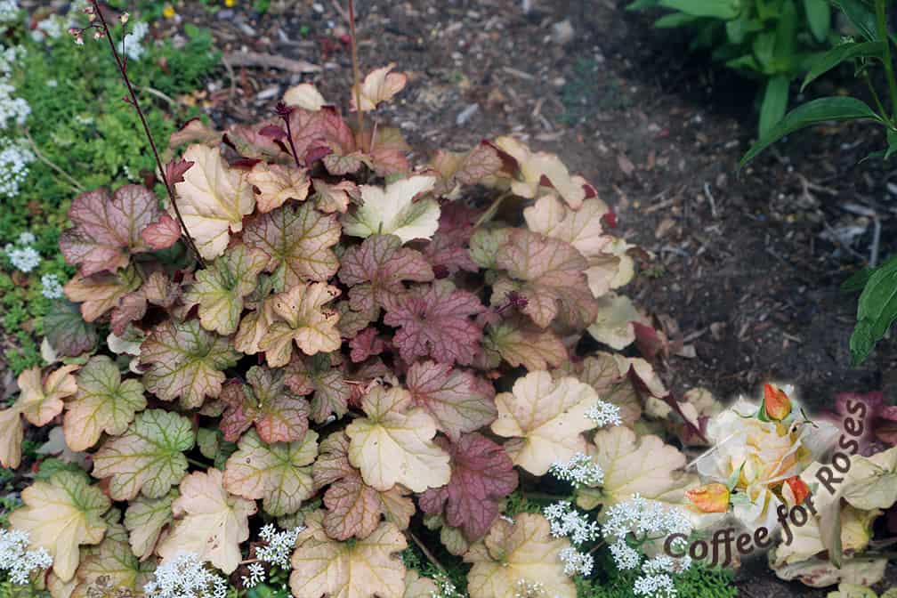 This Pinot Gris Heuchera looks so much better when cleaned up in early July, and it frequently continues to flower the rest of the summer when I keep it dead headed.