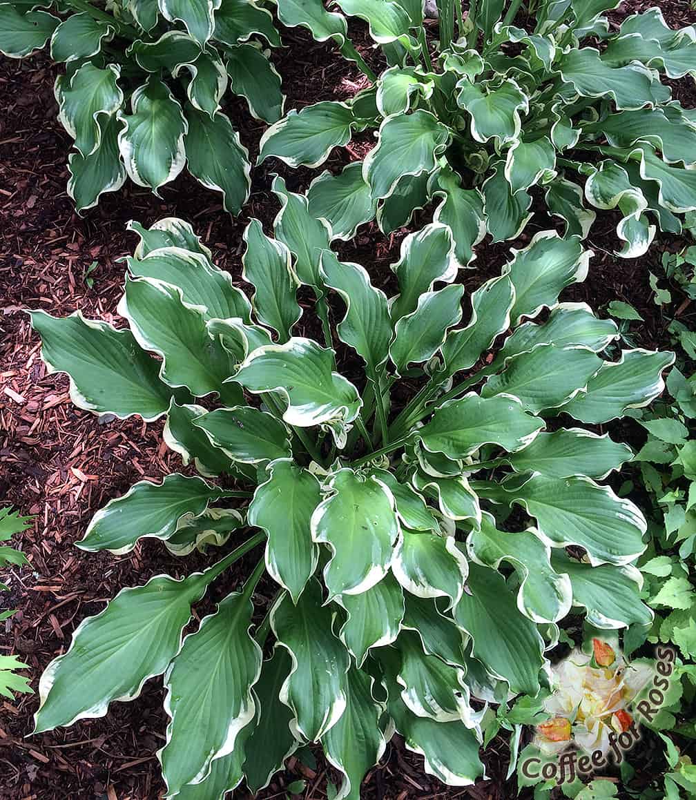 Not only is this plant attractive, but every time someone asks which Hosta this is (and they will ask!) you have the opportunity to say "Wheee!"