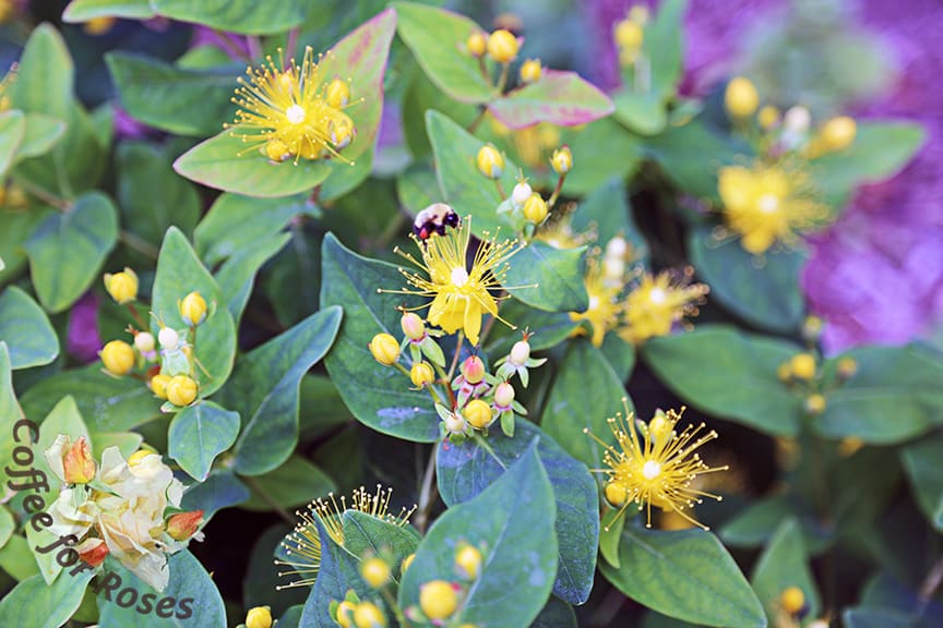 This closeup shows three things: the pretty yellow flowers, the beginning of the peach berries, and a bumble bee demonstrating that this plant is great for pollinators. The more you cut the berries for bouquets, the more new growth the plant produces. You can have this plant in flower and making berries all summer and into the fall. The blue-green foliage is nice too.