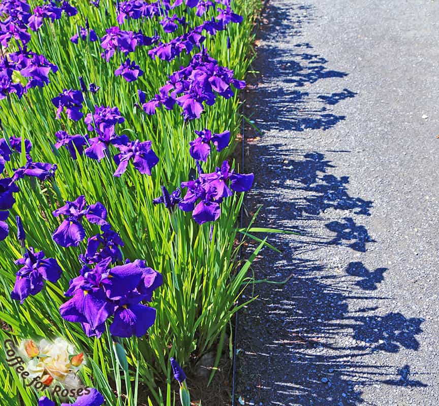 I was as taken with the iris shadows as I was with their beautiful purple flowers, and they have me thinking about a whole new aspect of garden design.