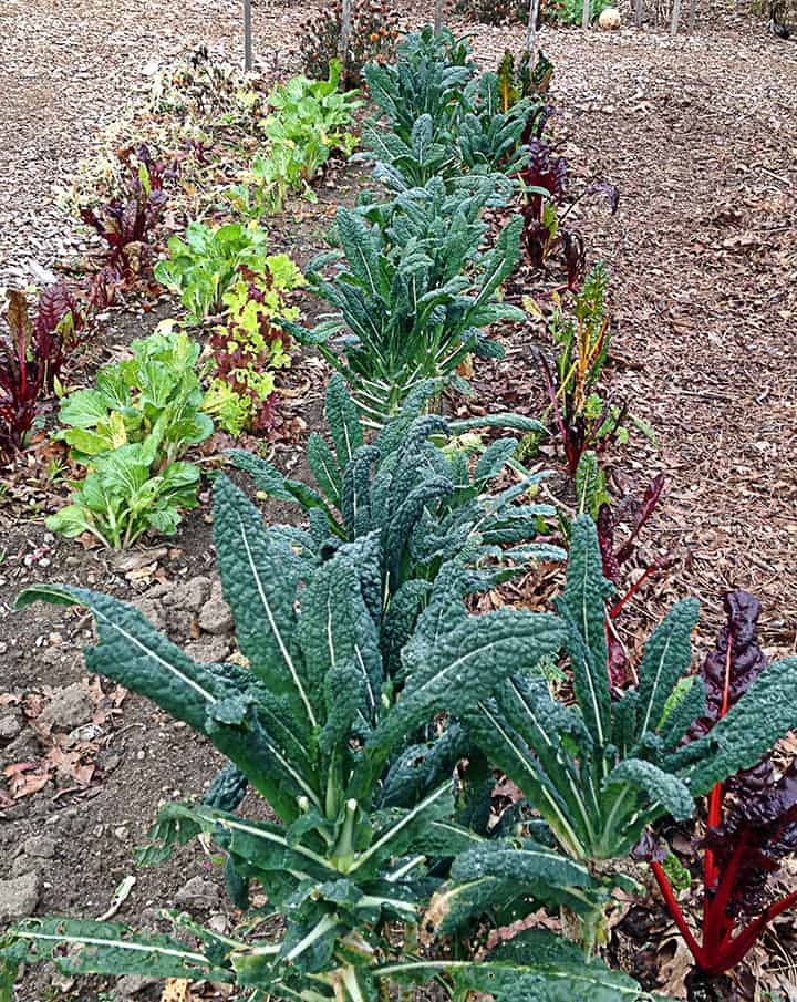 This photo was taken in my garden last year in mid-November. We continued to harvest kale until just after Christmas!