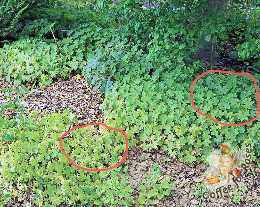 The red circled Geranium macrorrhizum are just two feet from each other but the patch on the right is twice as tall and much darker green. In this case the patch on the left gets more sun so the soil gets dryer. This plant is at the start of my "dry garden" so it only gets watered about once a month if it doesn't rain. Although Geranium macrorrhizum is one of the best plants for a slope in part-shade because it is drought tolerant, it's less able to withstand dry soils in more sun.
