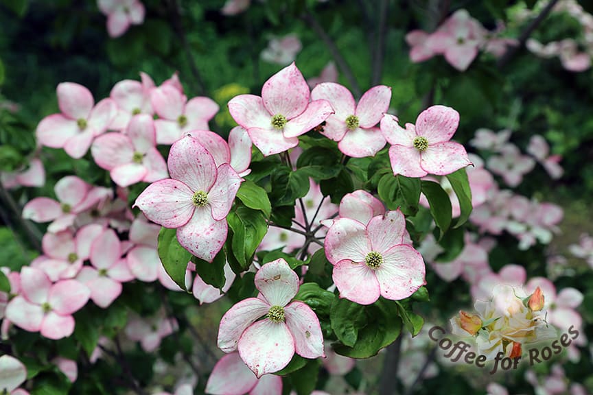The flowers are a lovely mix of white and pink. A very pretty variety of a lovely tree. 