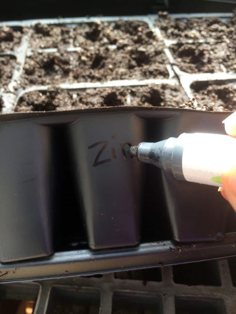 Since I cover my flats with clear plastic while the seeds germinate, I don't use labels that stick up. Instead, I write the plants' names  on the six packs with a permanent marker. 