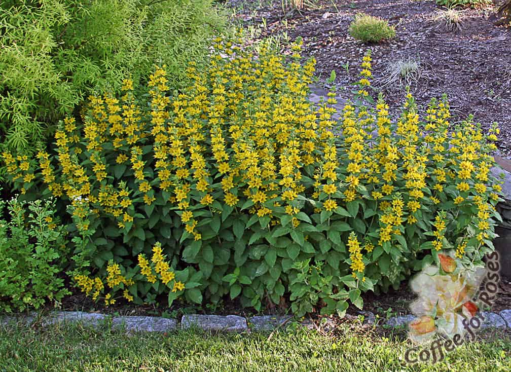 Circle flower has spires of bright yellow flowers for about six weeks early in the summer. Keep it in check by pulling out the excess as it spreads beyond where you want it to grow.
