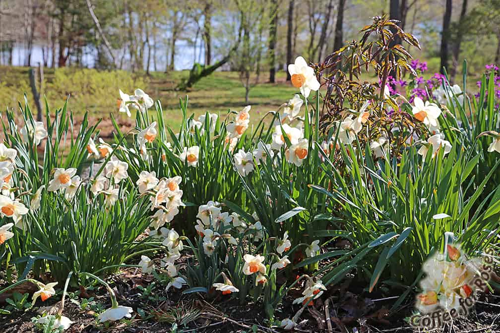 Whether it's spring where you are, or whether you're dreaming of spring as I am, it's time to plan on some of the ways what you do in your yard and garden can positively affect the world.