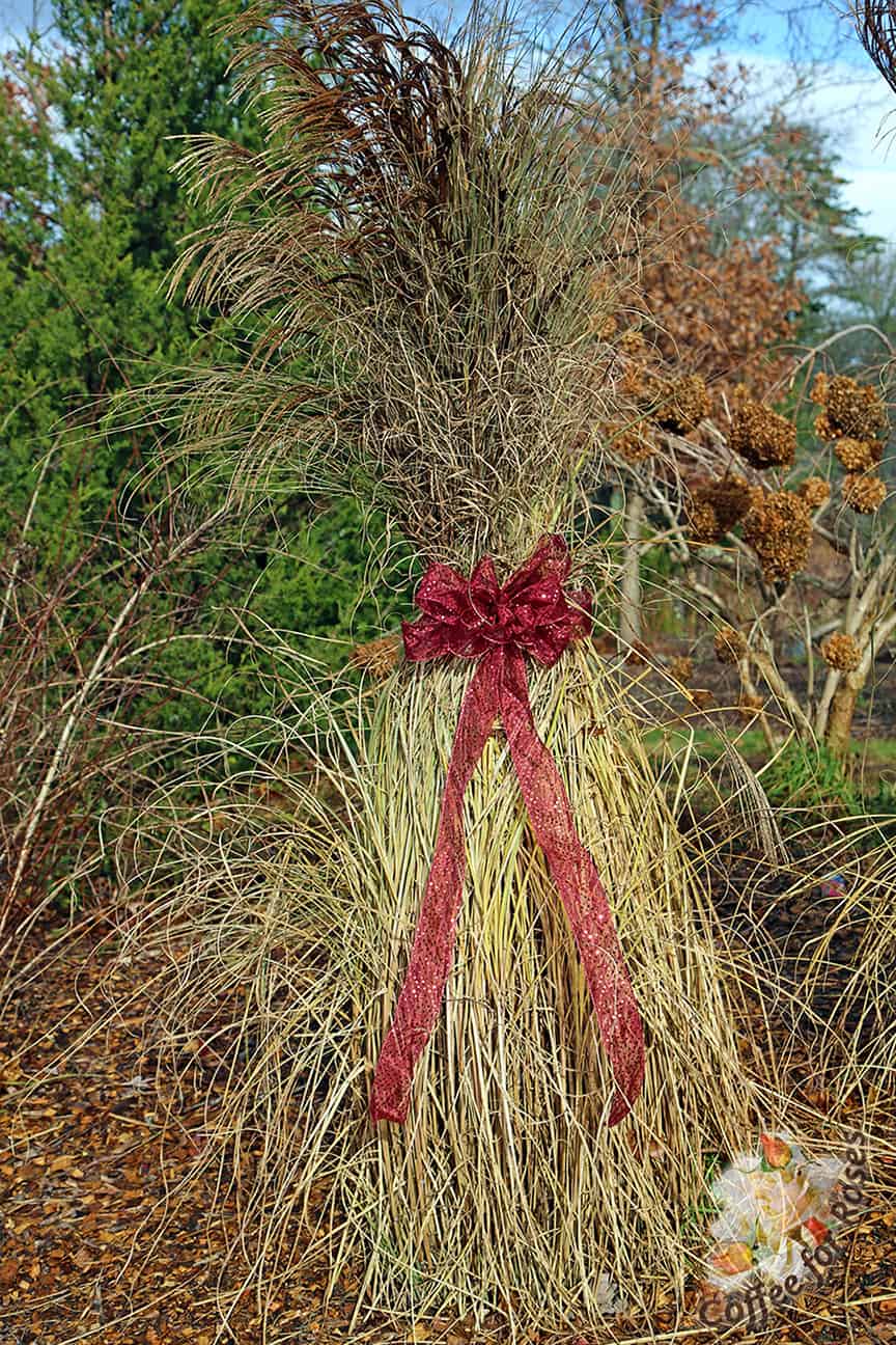 First I tied up a Miscanthus 'Morning Light' and added a sparkly bow. 