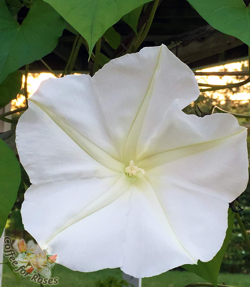 One charming thing about a moonflower vine is the star shape that is on the open bloom.
